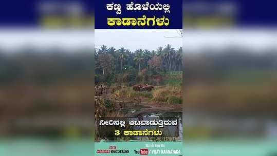 wild elephants in ramanagara channapatna kanva water flow summer drought