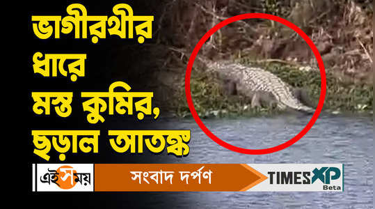 dhubulia news big size crocodile spotted in bhagirathi river bank villagers in panic watch viral video