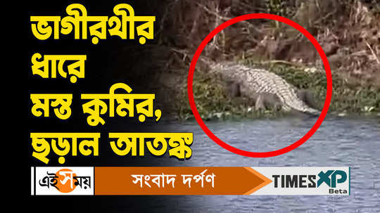 dhubulia news big size crocodile spotted in bhagirathi river bank villagers in panic watch viral video