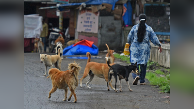 कुत्तों के झुंड ने ली मासूम की जान तो अब ऐक्शन में MCD, जानें क्या होगी रणनीति