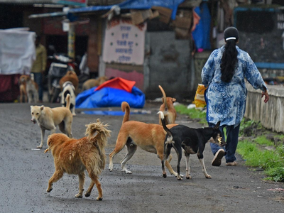 कुत्तों के झुंड ने ली मासूम की जान तो अब ऐक्शन में MCD, जानें क्या होगी रणनीति