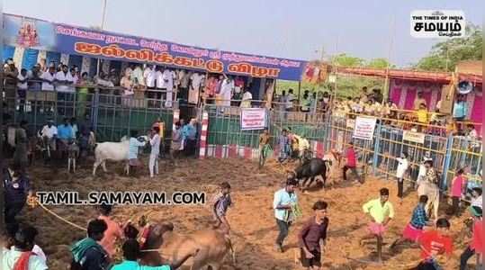 jallikattu competition in puducherry