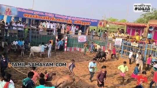 jallikattu competition in puducherry