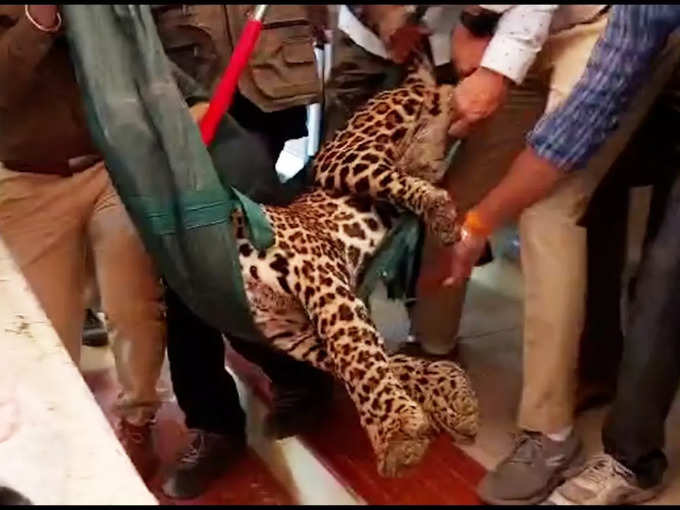 leopard rescued in maharashtra