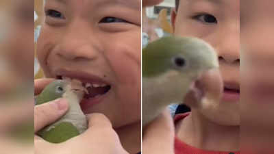 तोता है या डेंटिस्ट? मिट्ठू मियां ने बच्चे के दांत को चोंच से पकड़ा, आगे जो हुआ वह देखकर लोग भी हैरान