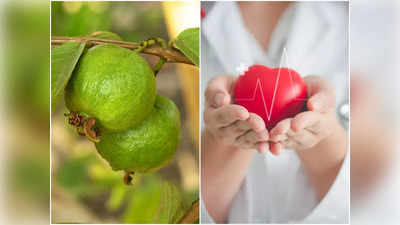 Guava Benefits: হার্টের প্রিয় বন্ধু এই পরিচিত ফল, রোজ খেলেই বুকে পাবেন বল!