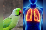 नई आफत Parrot Fever ने डराया, अब तक 5 मौत, WHO की सलाह- गलती से भी इग्नोर न करें 5 लक्षण