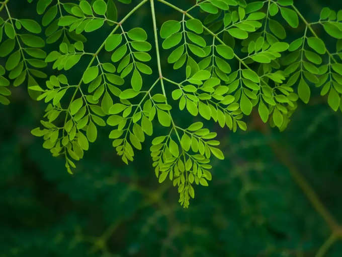 डायबिटीज के मरीजों के लिए वरदान हैं मोरिंगा के पत्ते