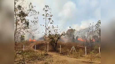 Barwani News: एक बीड़ी की आग की कीमत तुम का जानों ड्राइवर बाबू! 7 हेक्टेयर में फैले पेड़-पौधे जल कर खाक