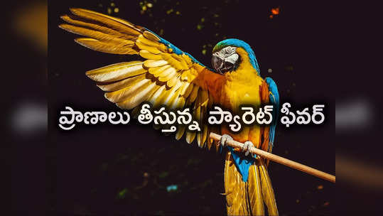 Parrot Fever: ప్రాణాలు తీస్తున్న ప్యారెట్ ఫీవర్.. అక్కడ ఐదుగురు మృతి.. లక్షణాలు ఏంటంటే? 