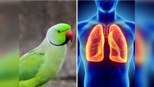 Parrot Fever चं थैमान, 5 मृत्यूंनी वाढवली चिंता, WHO चा इशारा - चुकूनही दुर्लक्षित करू नका ही 5 जीवघेणी लक्षणं 