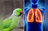 Parrot Fever चं थैमान, 5 मृत्यूंनी वाढवली चिंता, WHO चा इशारा - चुकूनही दुर्लक्षित करू नका ही 5 जीवघेणी लक्षणं