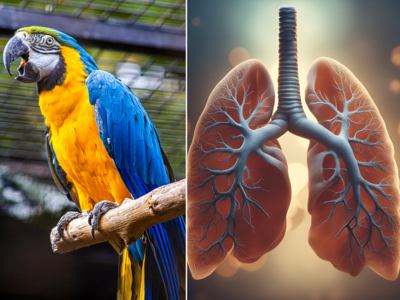 Health News: હવે Parrot Fever બેક્ટેરિયાનું જોખમ, અત્યાર સુધી 5ના મોત; આ લક્ષણોને રાખો ધ્યાનમાં- WHO 