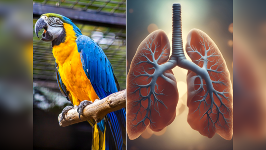 Health News: હવે Parrot Fever બેક્ટેરિયાનું જોખમ, અત્યાર સુધી 5ના મોત; આ લક્ષણોને રાખો ધ્યાનમાં- WHO 