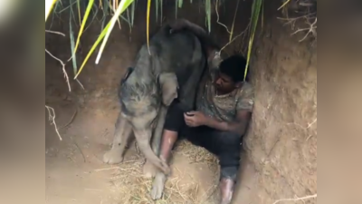 मां की मौत के बाद सदमे में था नन्हा हाथी, बुजुर्ग हथिनी ने ऐसे दिया बच्चे को सहारा, वीडियो देख लोग भावुक हो गए