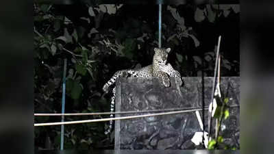 Leopard Ka Video: स्टाफ क्वार्टर में जब पहुंच गया तेंदुए का पूरा खानदान, वायरल वीडियो देख यूजर्स के रोंगटे खड़े हो गए