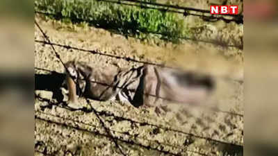 Rajasthan News: भारत में घुस रहा था पाकिस्तानी घुसपैठिया, बॉर्डर पर तैनात BSF ने मार गिराया