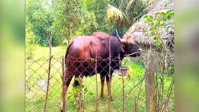 ஊருக்குள் புகுந்த காட்டு மாடு.. மன்னார்குடி  அருகே மக்கள் அச்சம்!