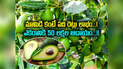 Avocado: ఈ పంట సాగుచేస్తే.. ఎకరాకు అర కోటి ఆదాయం.. తెలంగాణ రైతులకు సువర్ణావకాశం..! 