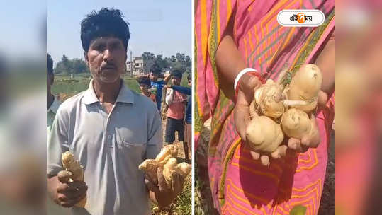 Potato Cultivation : আলু দেখতে পুতুলের মতো! কিনছেন না ব্যবসায়ীরা, মাথায় হাত হুগলির চাষিদের