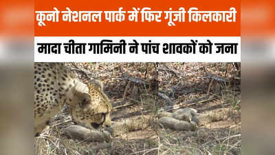 Cheetah News: चीता प्रोजेक्ट को लगे चार चांद, कूनो में गामिनी ने पांच शावकों को जना, भारत में अब तक 13 चीतों का जन्म
