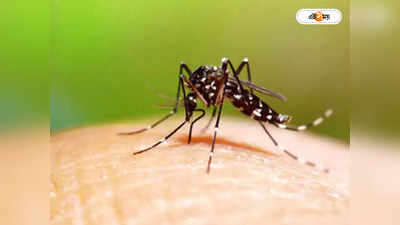 Dengue Fever : ডেঙ্গির দাপট এখনও কম, তবু সচেতনতায় খামতি নয়