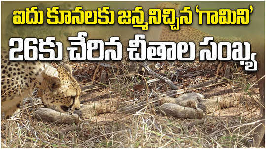 south african cheetah gamini gives birth to 5 cubs in kuno national park