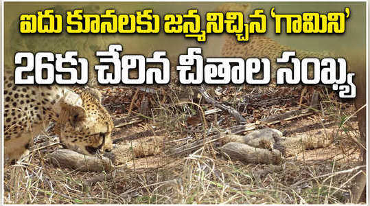 south african cheetah gamini gives birth to 5 cubs in kuno national park