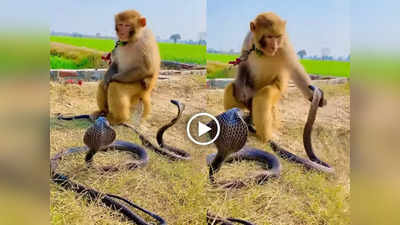 Saap bandar ka video: सांप ने फन फैलाकर किया हमला, बंदर ने एक हाथ से ही कमाल कर दिया, वीडियो वायरल
