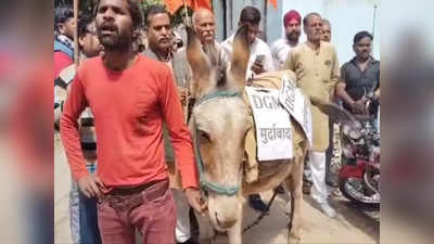 Gwalior News: गधे पर DGM का नेम प्लेट लगाकर प्रदर्शन, बिजली कर्मचारी क्यों हैं नाराज