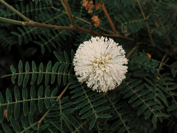 Tamarind Flower