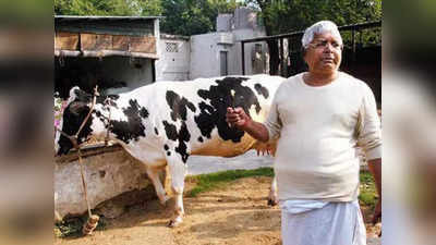 Tejashwi Yadav News: लोकसभा चुनाव से पहले लालू के रंग में रंगे तेजस्वी यादव, मां राबड़ी की गायों के साथ बिताए खास पल