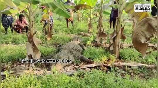 giant crocodile caught in sirumugai area farming land