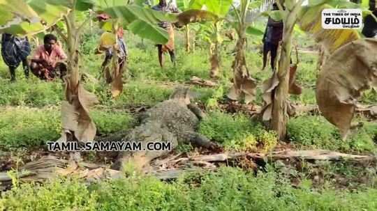 giant crocodile caught in sirumugai area farming land