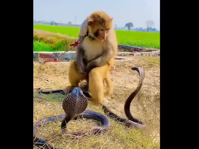 कसं झालं माकड आणि सापामध्ये युद्ध