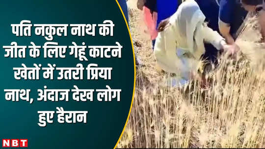chhindwara news viral video of former cm kamalnath daughter in law and nakul nath wife priya nath harvesting wheat