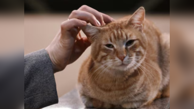 Library Late Fees: अमेरिका की लाइब्रेरी लेट फीस में मांग रही है ऐसी चीज कि लोगों का आ रहा है बिल्लियों पर प्यार
