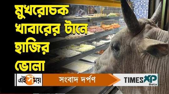 ashoknagar viral bull everyday visits different shops for his evening tiffin watch bengali video