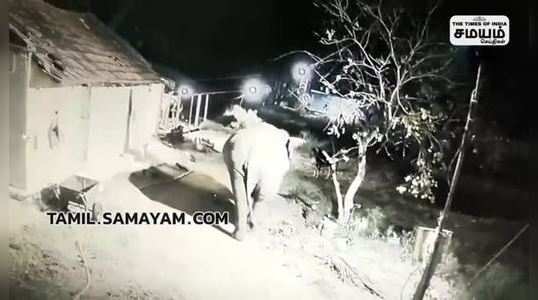 wild elephant atrocities at coimbatore