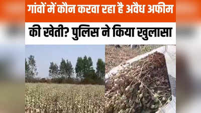 Chhatarpur News: छतरपुर में लहलहा रही थी अवैध अफीम की फसल, पुलिस ने ढाई लाख पौधे किए जब्त