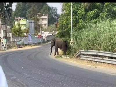 ஊருக்குள் நுழைந்த ஒற்றை காட்டு யானை - வீட்டை விட்டு வெளியேற முடியாமல் மக்கள் அச்சம்..!