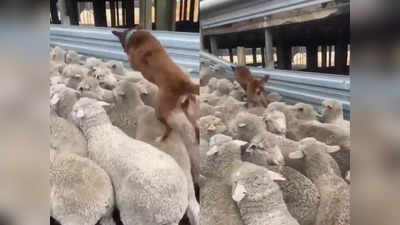 Monday Motivation: आनंद महिंद्रा को पसंद आई भेड़ों के बीच फंसे कुत्ते की चालाकी, शेयर किया बेहतरीन मोटिवेशनल वीडियो