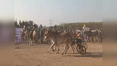 एमपी में अनोखा एनिमल ओलंपिक, घोड़ों से लेकर बैलों तक ने लगाई दौड़, आनंदित होकर देखते रहे विधानसभा अध्यक्ष नरेंद्र सिंह तोमर