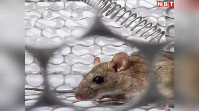 चूहों वाली बीमारी से मध्य प्रदेश में दहशत, उमरिया में 2 की मौत, एक जबलपुर में भर्ती, जानें क्या है लेप्टोस्पायरोसिस?