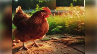 नागपूरकरांनी घेतला बर्ड फ्लूचा धसका, चिकनची मागणी ६० टक्क्यांनी घटली; चिकन, अंडी खाणं कितपत सुरक्षित?