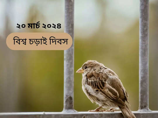 Sparrow Day 2024: বাড়ির বারান্দা বা জানালায় চড়াই পাখির কিচির মিচির শুভ না অশুভ? জানুন বিশ্ব চড়াই দিবসে
