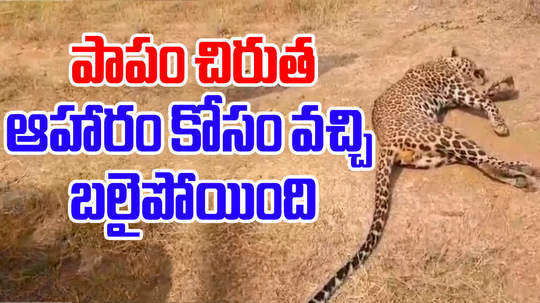 leopard electrocuted to death in kuder of anantapur