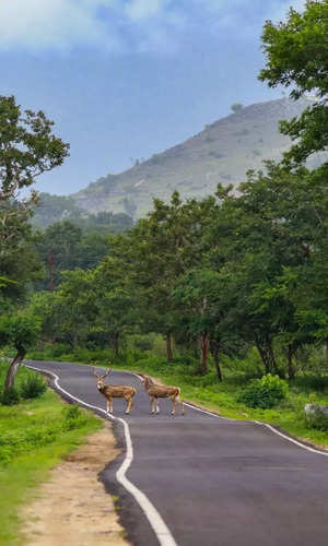 ஊட்டி, கொடைக்கானலை மிஞ்சும் அழகு.. மசினகுடியில் மிஸ் பண்ணக்கூடாத இடங்கள் 