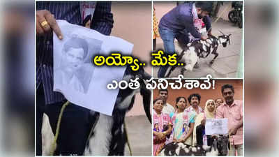 Janasena: నేతల వర్గ పోరు.. మధ్యలో మేకపోతు ఎందుకు? అయ్యో పేపర్ తినేసిందే! 