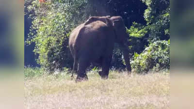 മീന്‍ പിടിക്കാന്‍ പോയ സമയത്ത് കാട്ടാനക്കൂട്ടം ആക്രമിച്ചു; പത്തനംതിട്ടയില്‍ യുവാവ് കൊല്ലപ്പെട്ടു